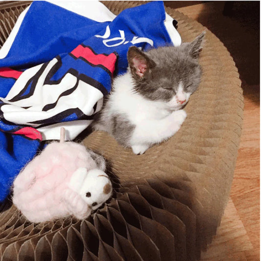 Transformable Cat Scratching Board and Toy