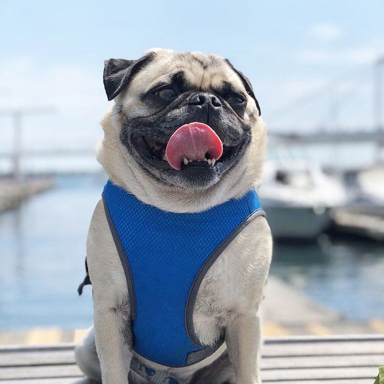 Summer Cooling Vest