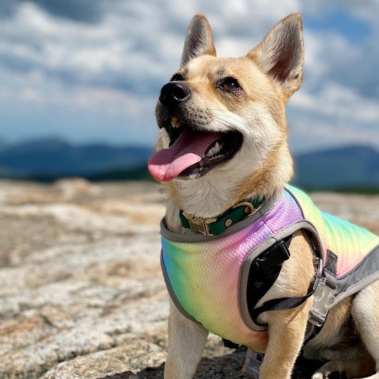 Summer Cooling Vest