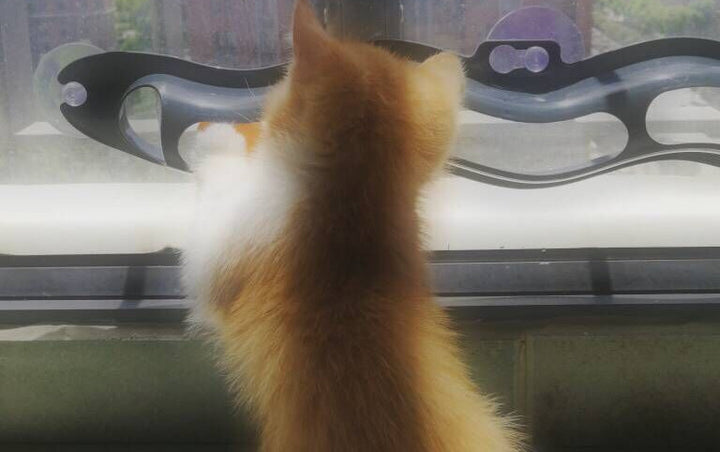 Window Cat Fun Track Ball