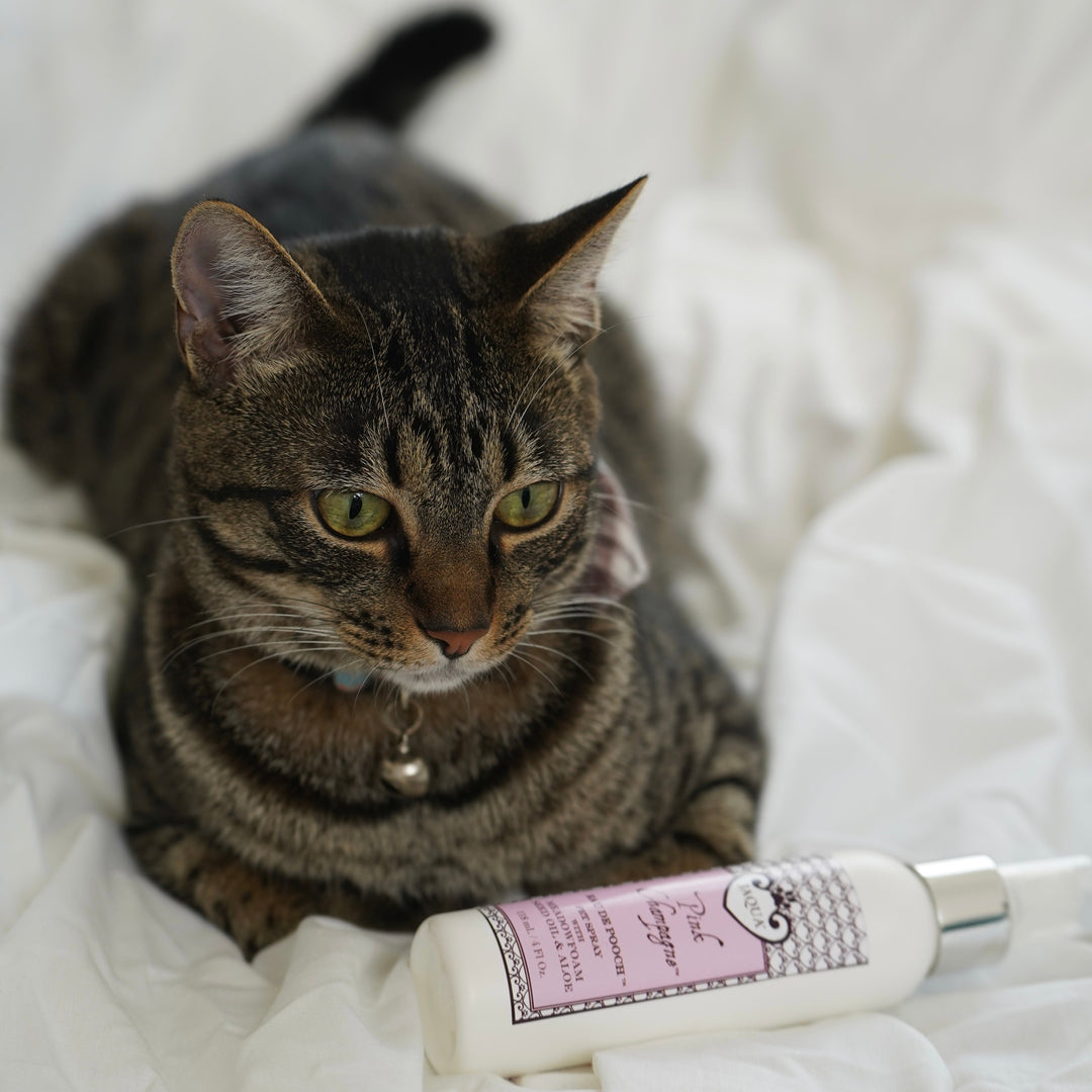 Eau De Pooch Pet Fragrance and Hair Detangler Spray - Pink Champagne