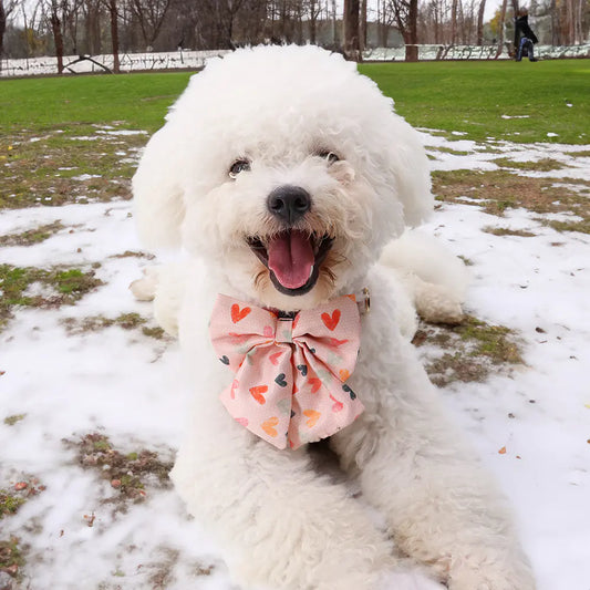 Heart Pattern Collar, Bow and Leash Set