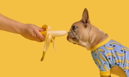 Cute Bone Banana Pet Pajamas