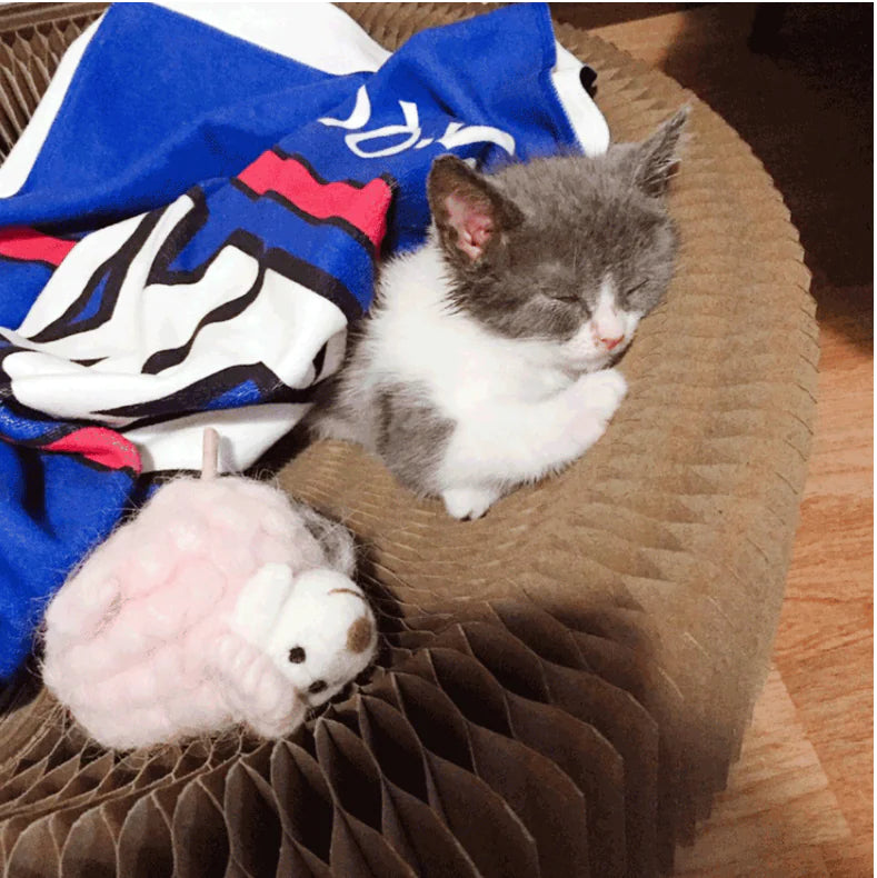 Transformable Cat Scratching Board and Toy