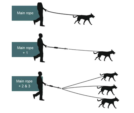 Three Dogs Leash