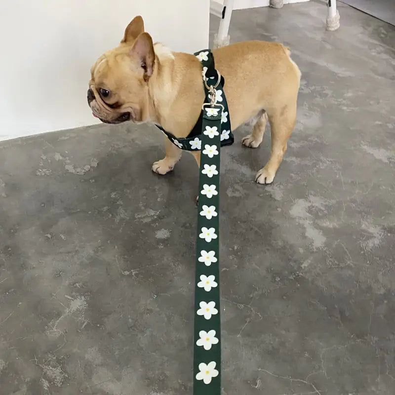 White Floral Collar, Harness and Leash